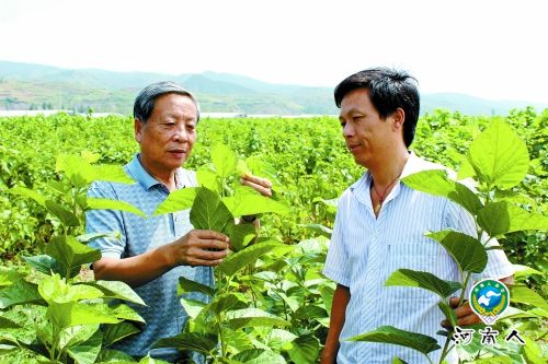 陆锡芳扎根淅川28年带村民养蚕致富 两次推辞当副县长