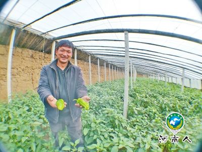 鹿邑千余亩青菜滞销续 省内外多地菜商关注