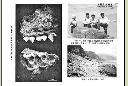 渑池村庄发现曙猿化石 为人猿缘起亚洲提供重要证据