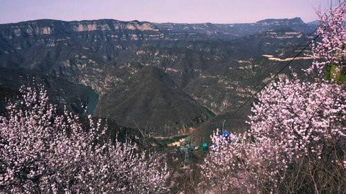 青天河风景区:一山桃花 盎然一个春天