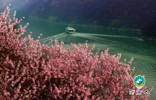 青天河风景区:一山桃花 盎然一个春天