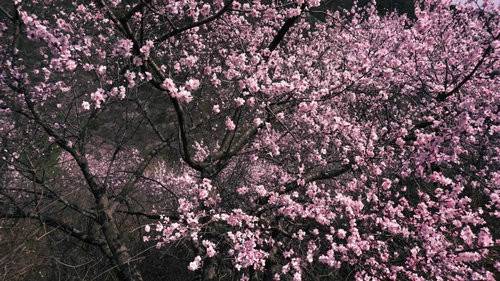 青天河风景区:一山桃花 盎然一个春天