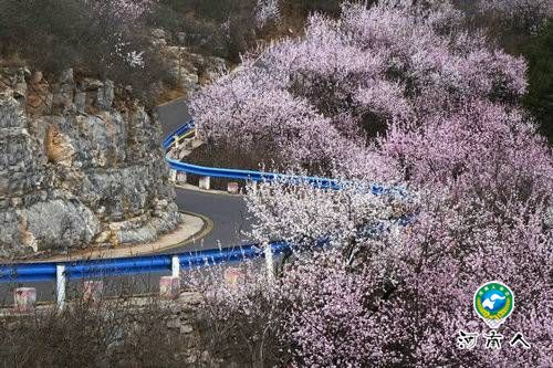 青天河风景区:一山桃花 盎然一个春天