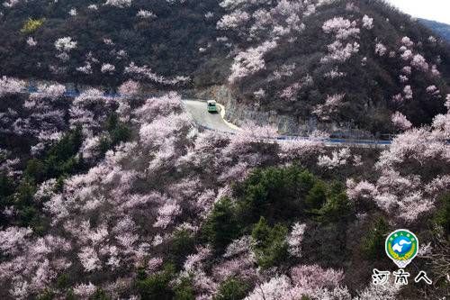 青天河风景区:一山桃花 盎然一个春天