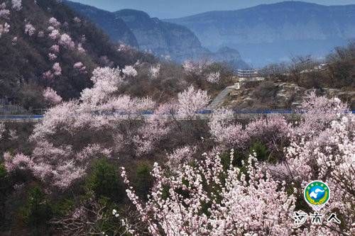 青天河风景区:一山桃花 盎然一个春天