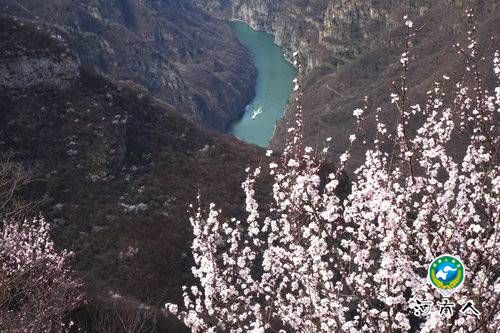 青天河风景区:一山桃花 盎然一个春天