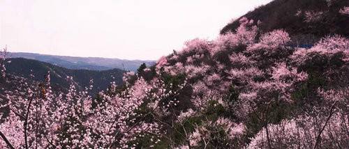 青天河风景区:一山桃花 盎然一个春天