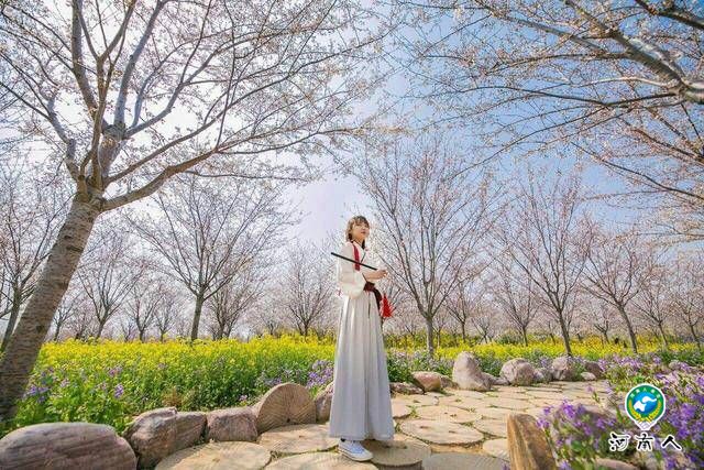 河南·荥阳第三届古柏渡黄河樱花节在古柏渡丰乐樱花园开幕