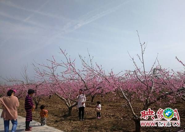 昔日贫困村变身桃花源 西华县桃花节引游人踏春赏花