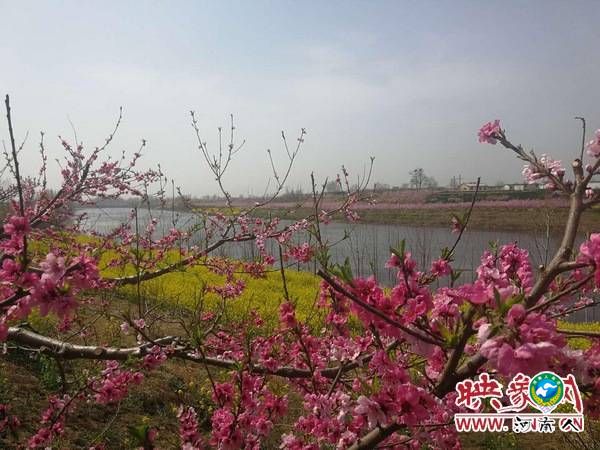 昔日贫困村变身桃花源 西华县桃花节引游人踏春赏花